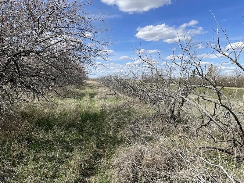 Before Tree Project 2022